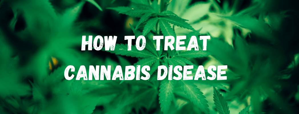 Treat Cannabis Disease