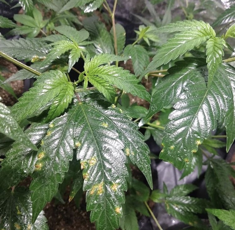 Powdery Mildew Infestation - Treat PM and control pests