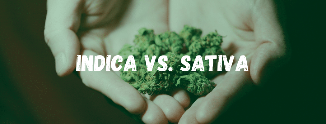 Indica vs. Sativa – What Is The Difference?