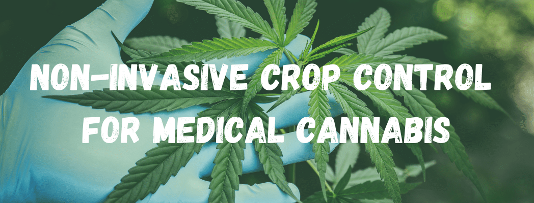 Crop control for medical cannabis the BRe3 Wand