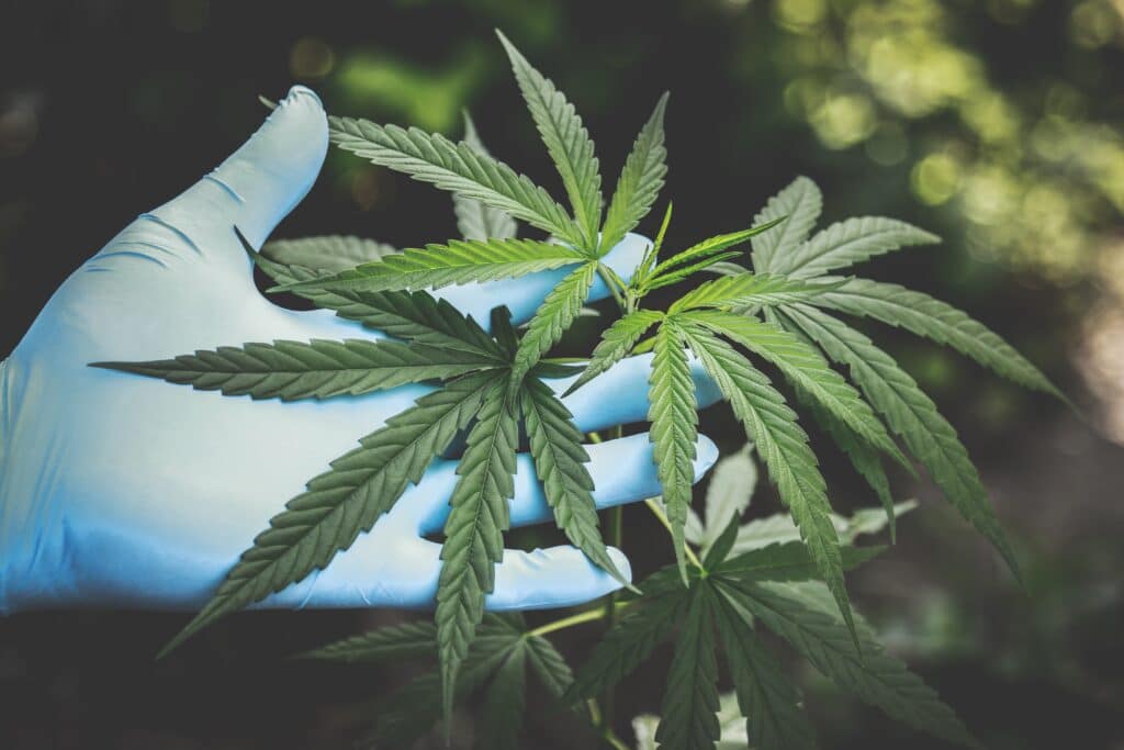 Pharmaceutical Cannabis The BioRadiance Wand