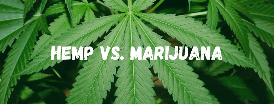 Hemp vs Marijuana – A Beginner’s Guide
