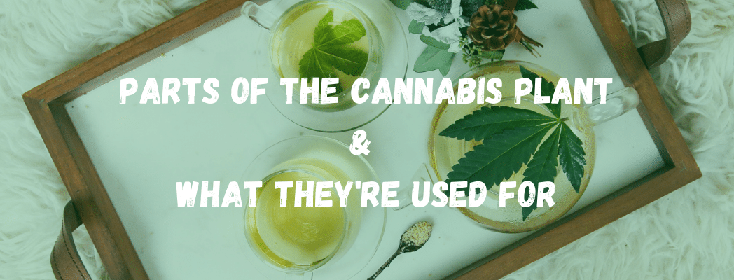 What are the different parts of the cannabis plant used for?